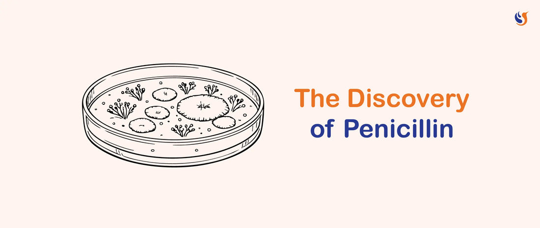 How Penicillin Was Accidentally Discovered