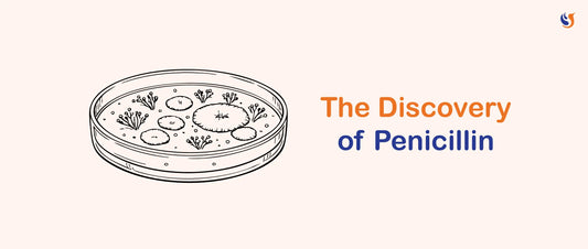 How Penicillin Was Accidentally Discovered